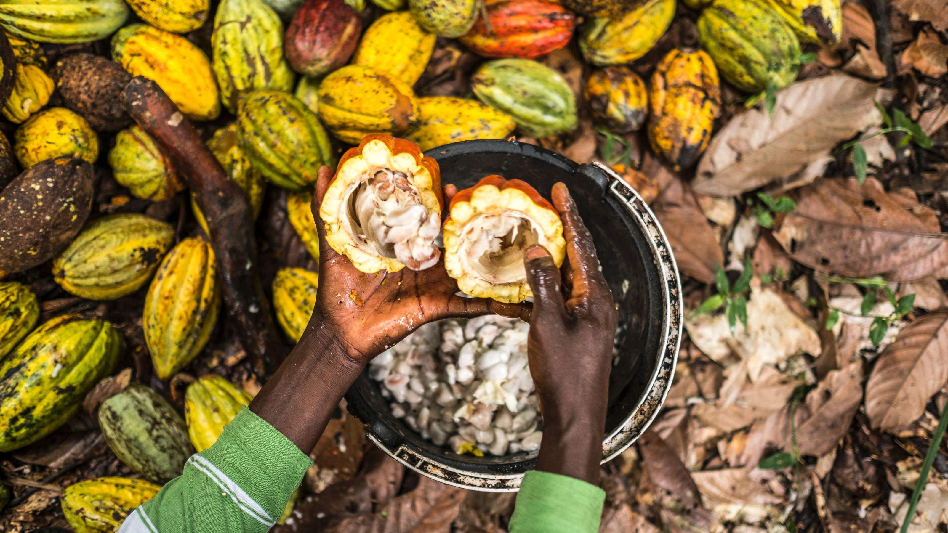 WORLD COCOA SUPPLY SURPLUS TO GROW IN 2019