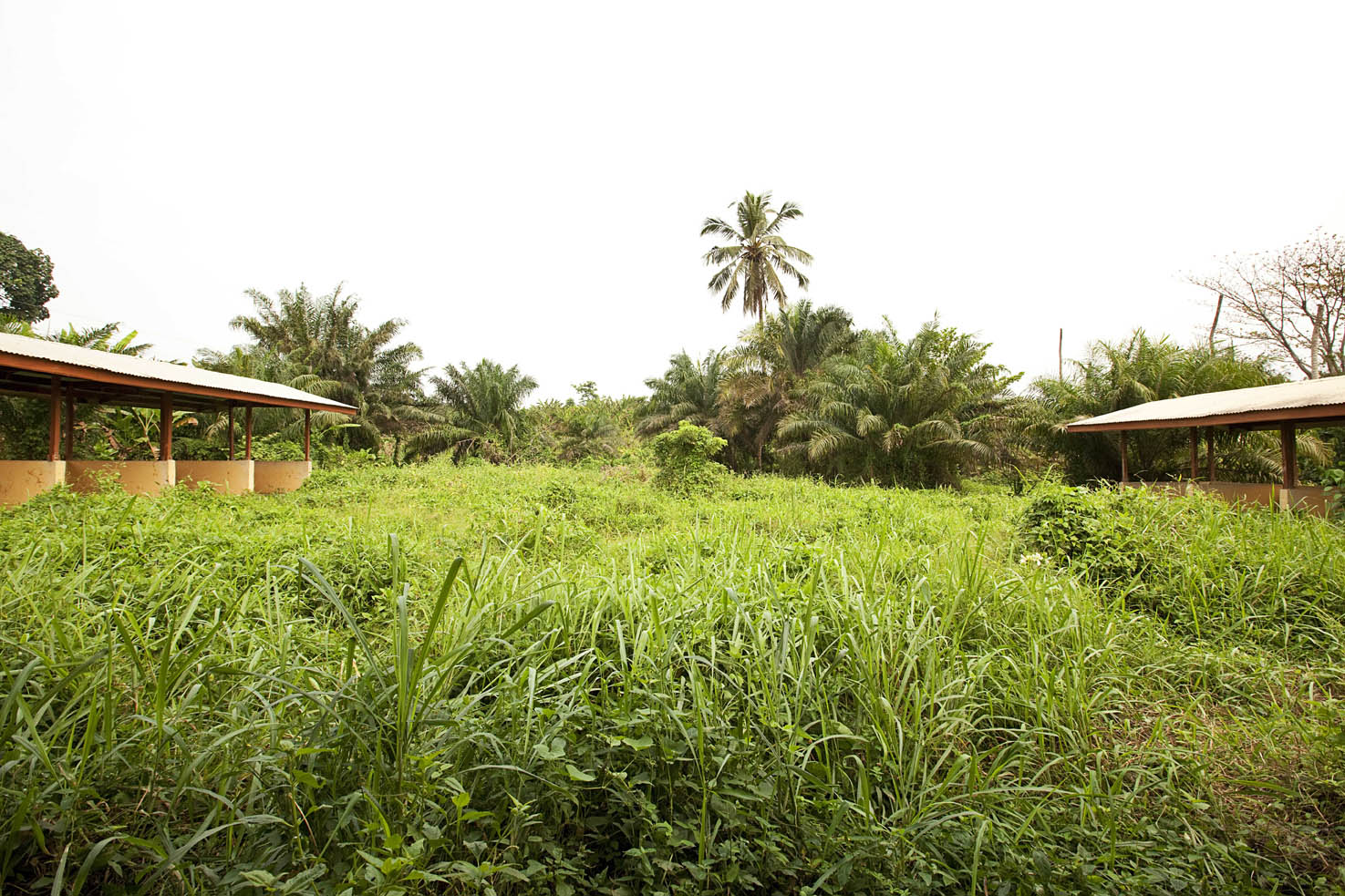 OUR MARKET HAS BECOME BUSHY AND SNAKE ARE KILLING US – TWIFO PRASO MARKET WOMEN