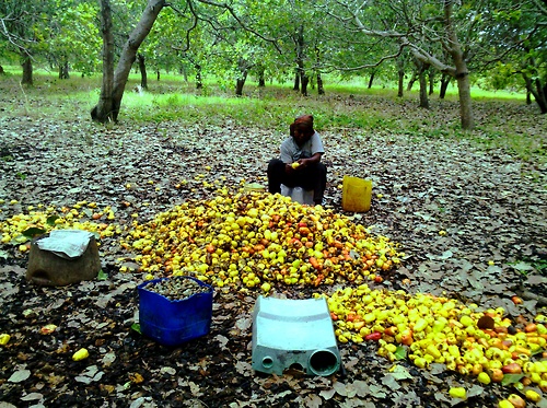 CASHEW FARMERS BEGGING FOR HIGH PRICE