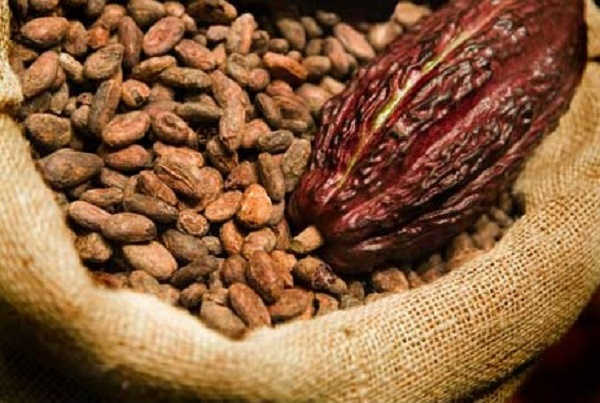 NO DECISION TAKEN ON COCOA PRODUCER PRICE — COCOBOD