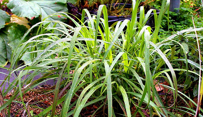 Benefits-of-lemon-grass