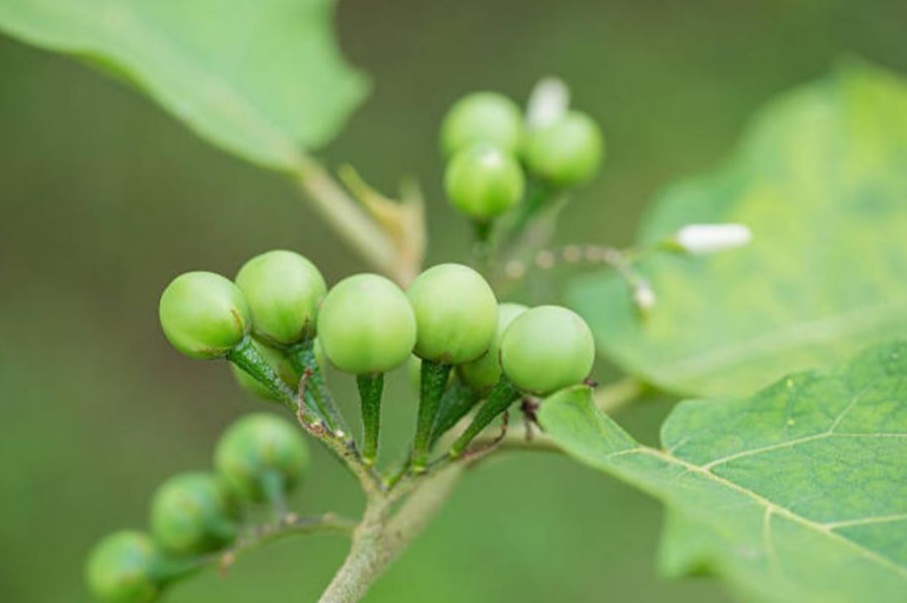 Health Benefit Of Turkey Berry