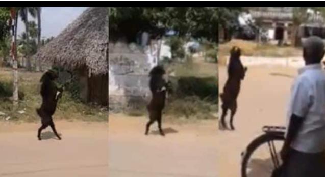 Shocking: Goat leaves villagers stunned by walking on hind legs