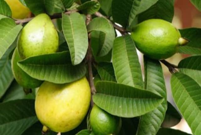 How To Make Your Hair Grow Faster Using Guava Leaves.