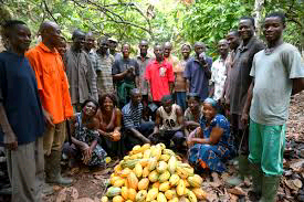 We are Disappointed With the Government – COCOA Farmers Voice Out.