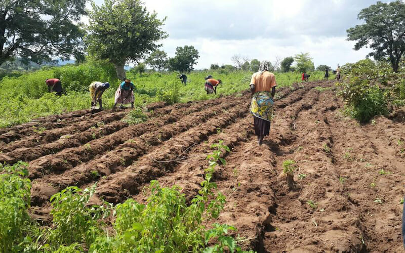 FARMERS IN THE JAMAN NORTH DISTRICT